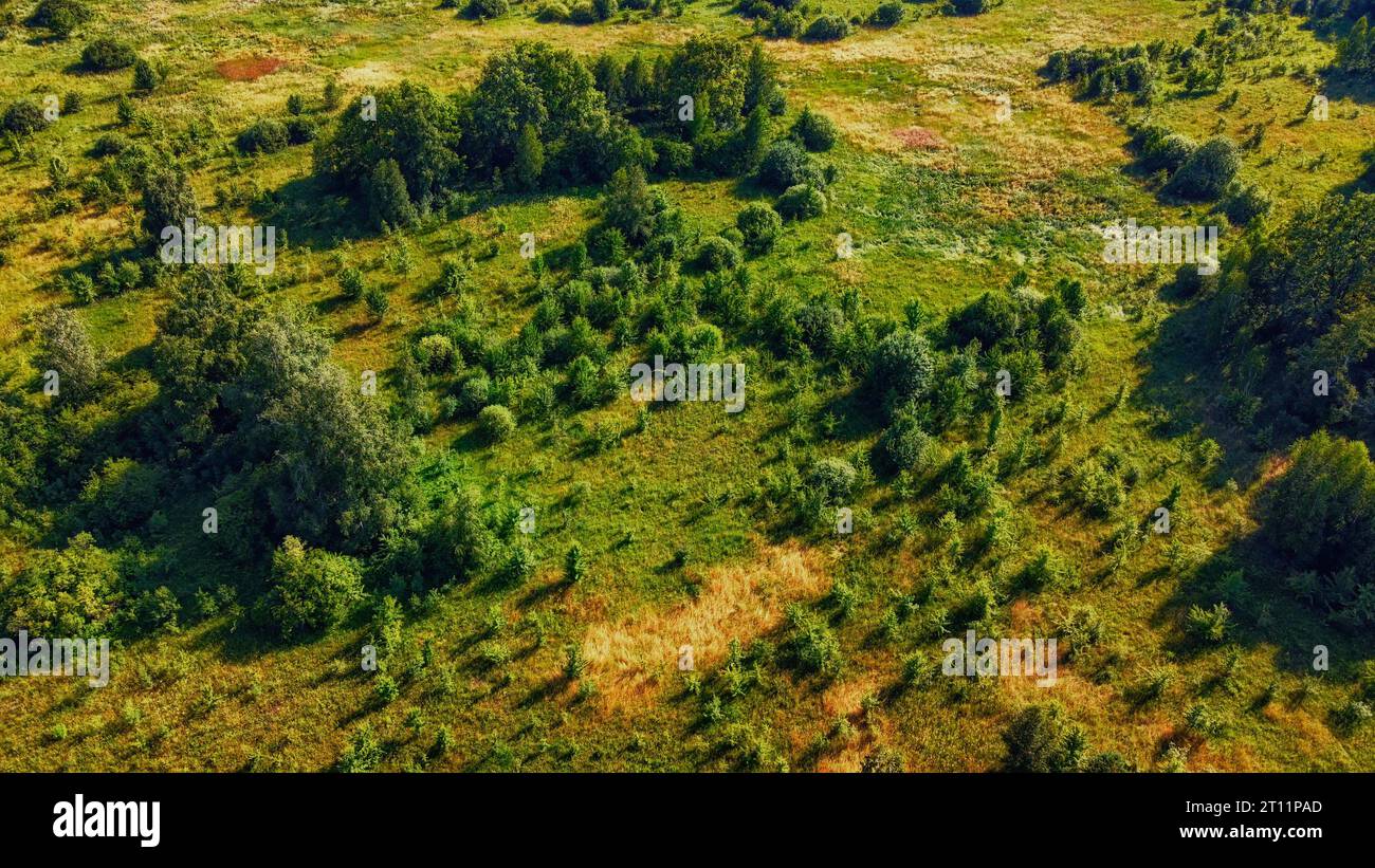 Grove In Forest Aerial view small grove hi-res stock photography and images - Alamy