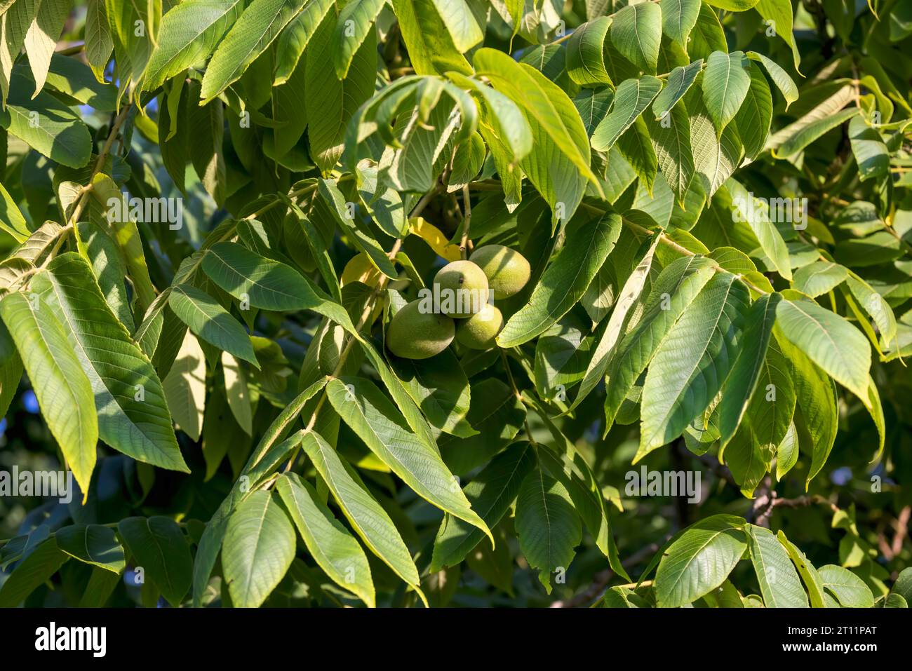 The  White walnut (Juglans cinerea), commonly known as butternut , is a species of walnut native to the eastern United States and southeast Canada. Stock Photo