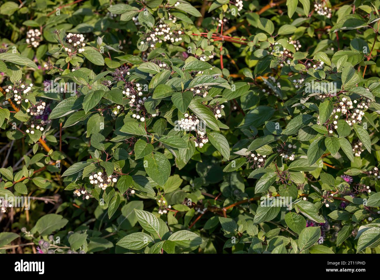 American Dogwood (Cornus sericea) with  clusters of white berries. Stock Photo