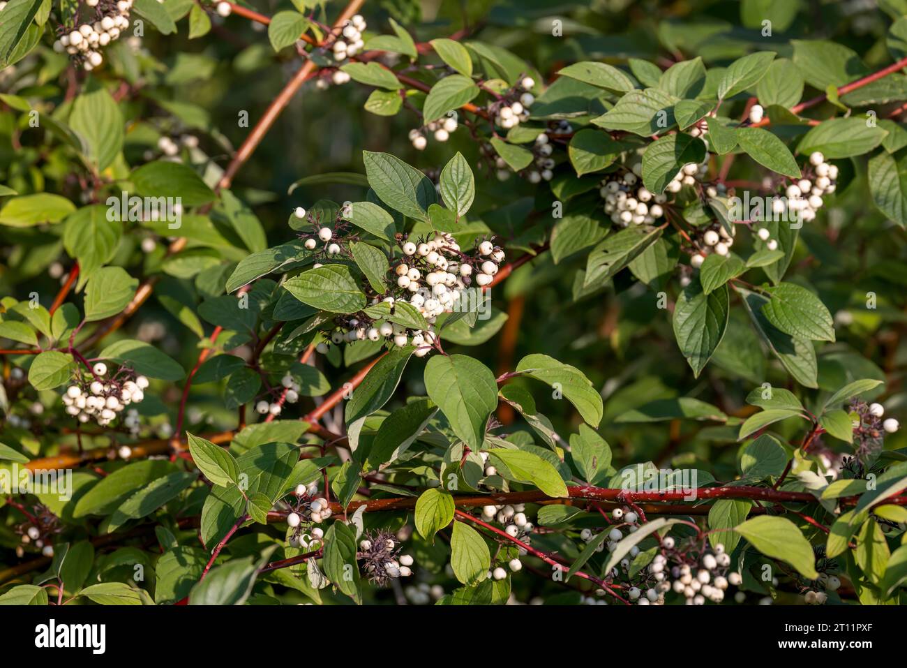 American Dogwood (Cornus sericea) with  clusters of white berries. Stock Photo