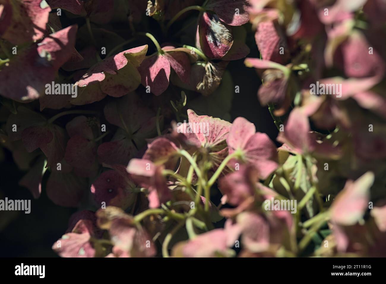 Pink hydrangea in bloom seen up close Stock Photo - Alamy
