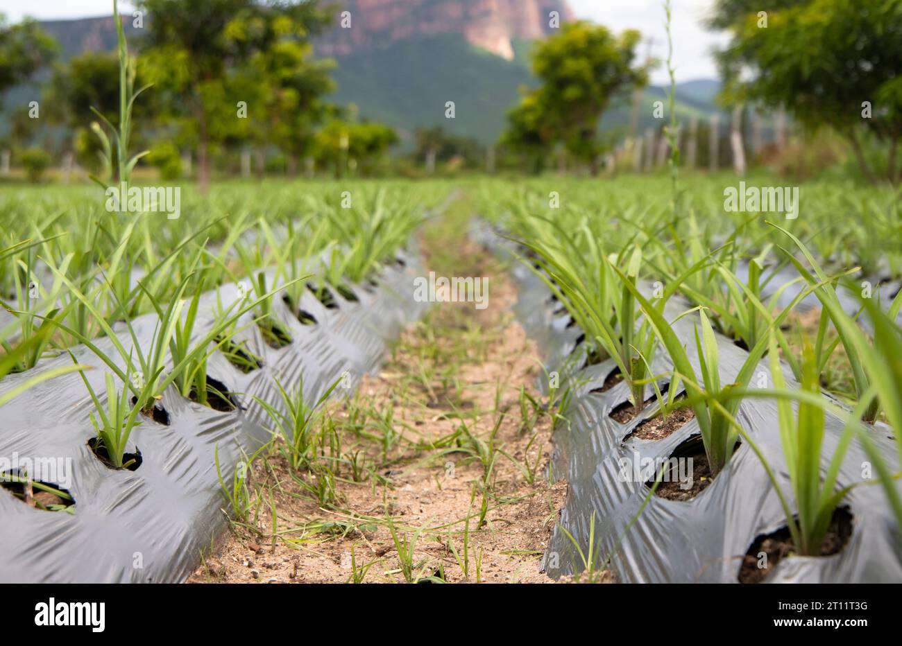 Drip irrigation method farming in India - Agricultural field Stock Photo