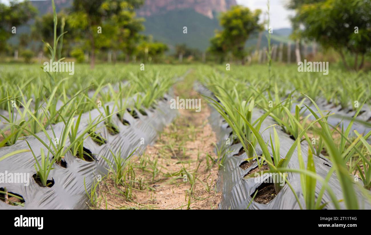 Drip irrigation method farming in India - Agricultural field Stock Photo