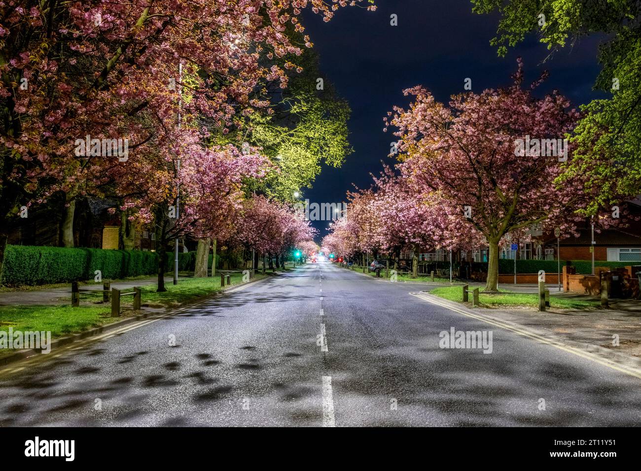 Trees with Pink Flowering Blossoms in Preston, Lancashire, UK (at Night) Stock Photo