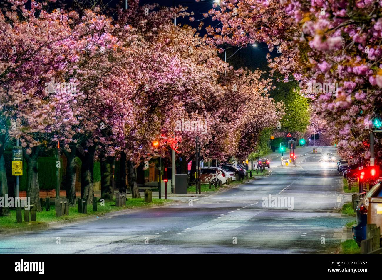 Trees with Pink Flowering Blossoms in Preston, Lancashire, UK (at Night) Stock Photo