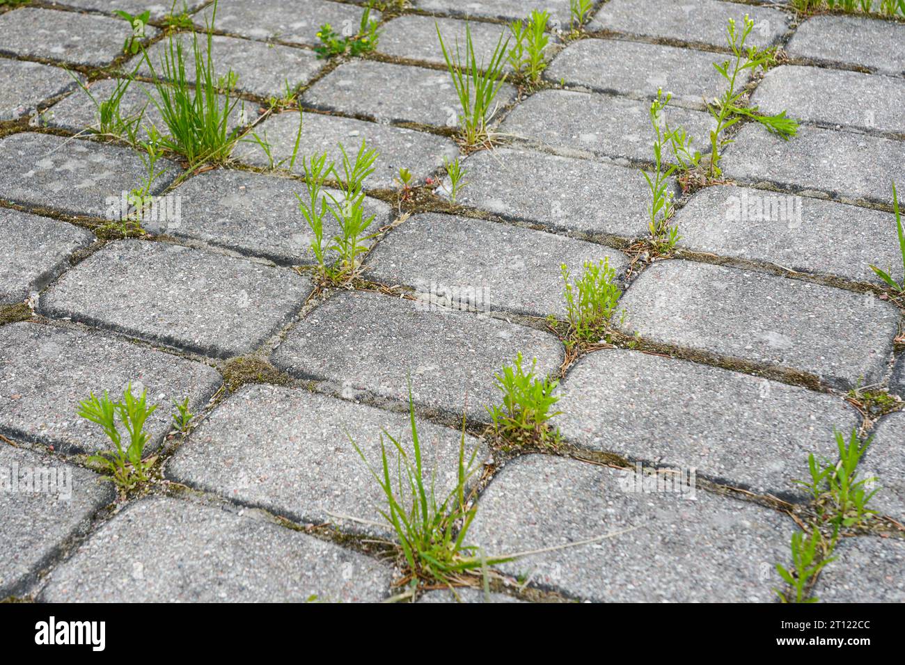 Weeds growing through pavers, weeds grows through the cobblestones