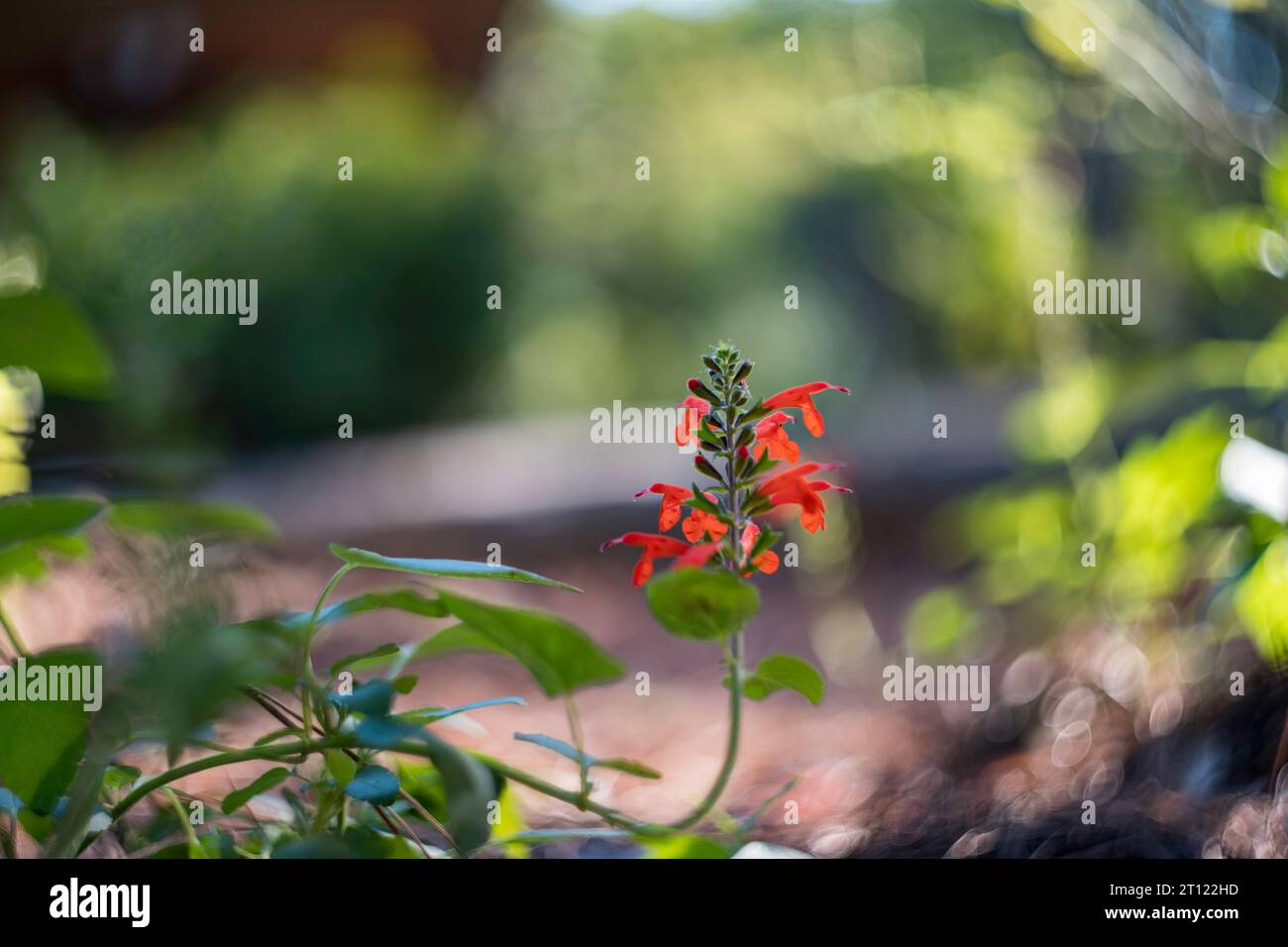 Scarlet sage flower hi-res stock photography and images - Alamy