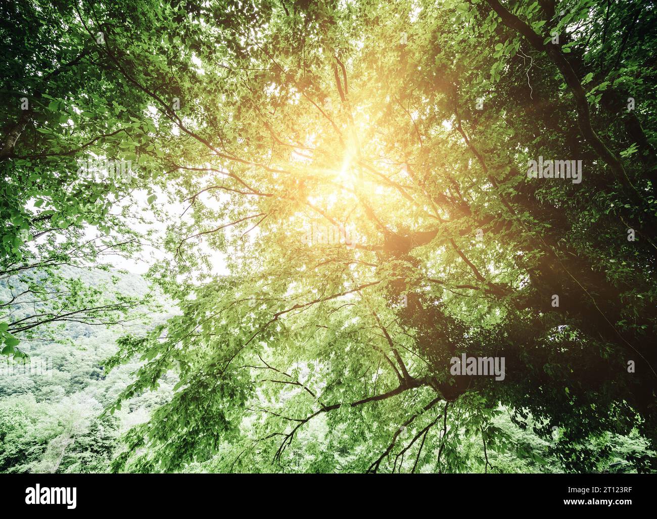 Sun in the trees hi-res stock photography and images - Alamy