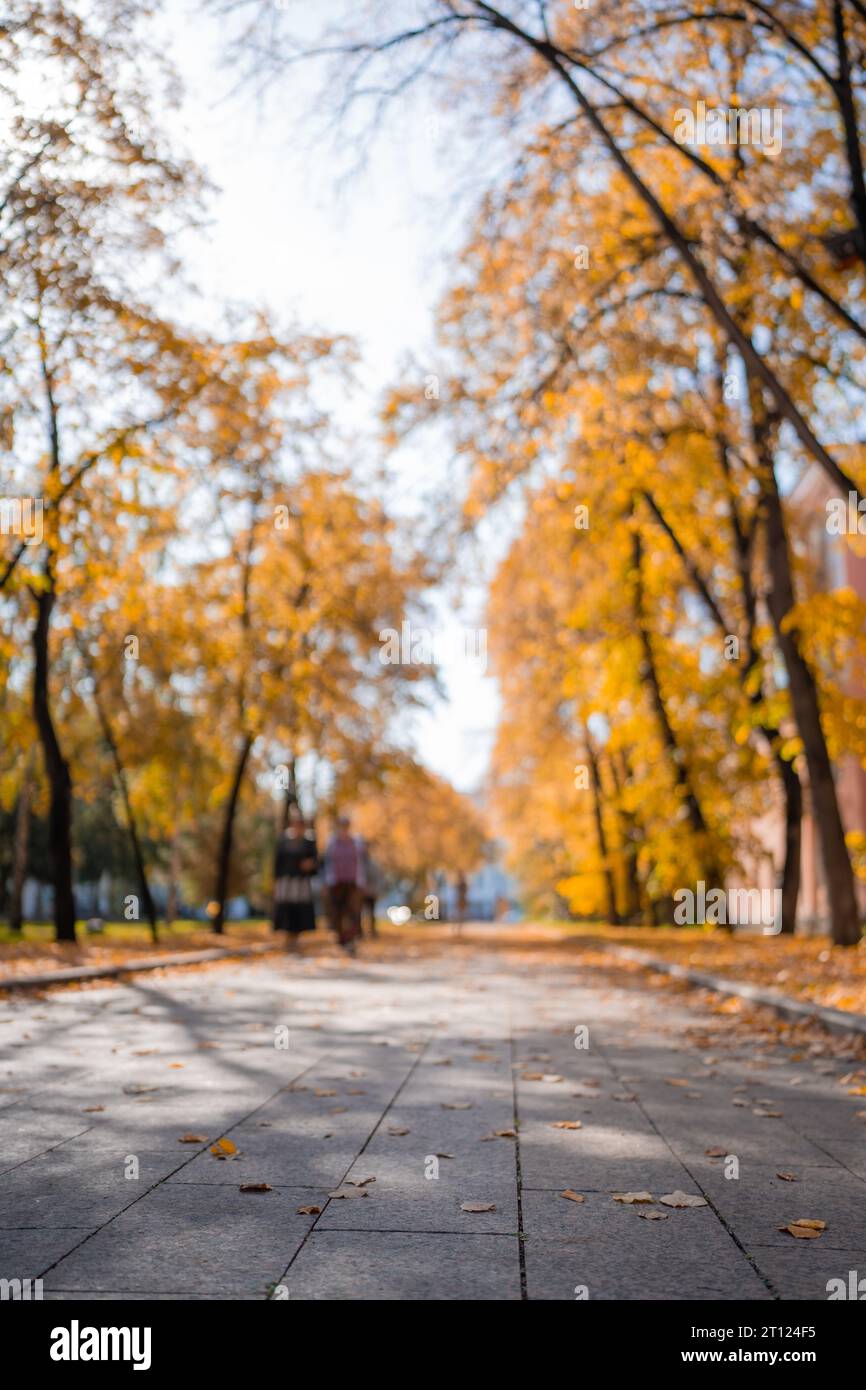 Green trees shaking in wind hi-res stock photography and images - Alamy