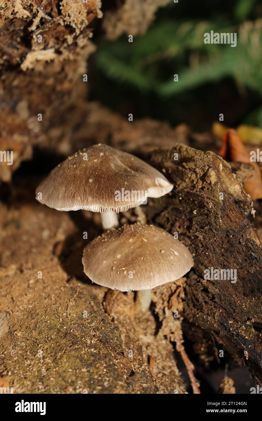 Velvet Shield Mushroom (Pluteus umbrosus) in British Woodland Stock Photo