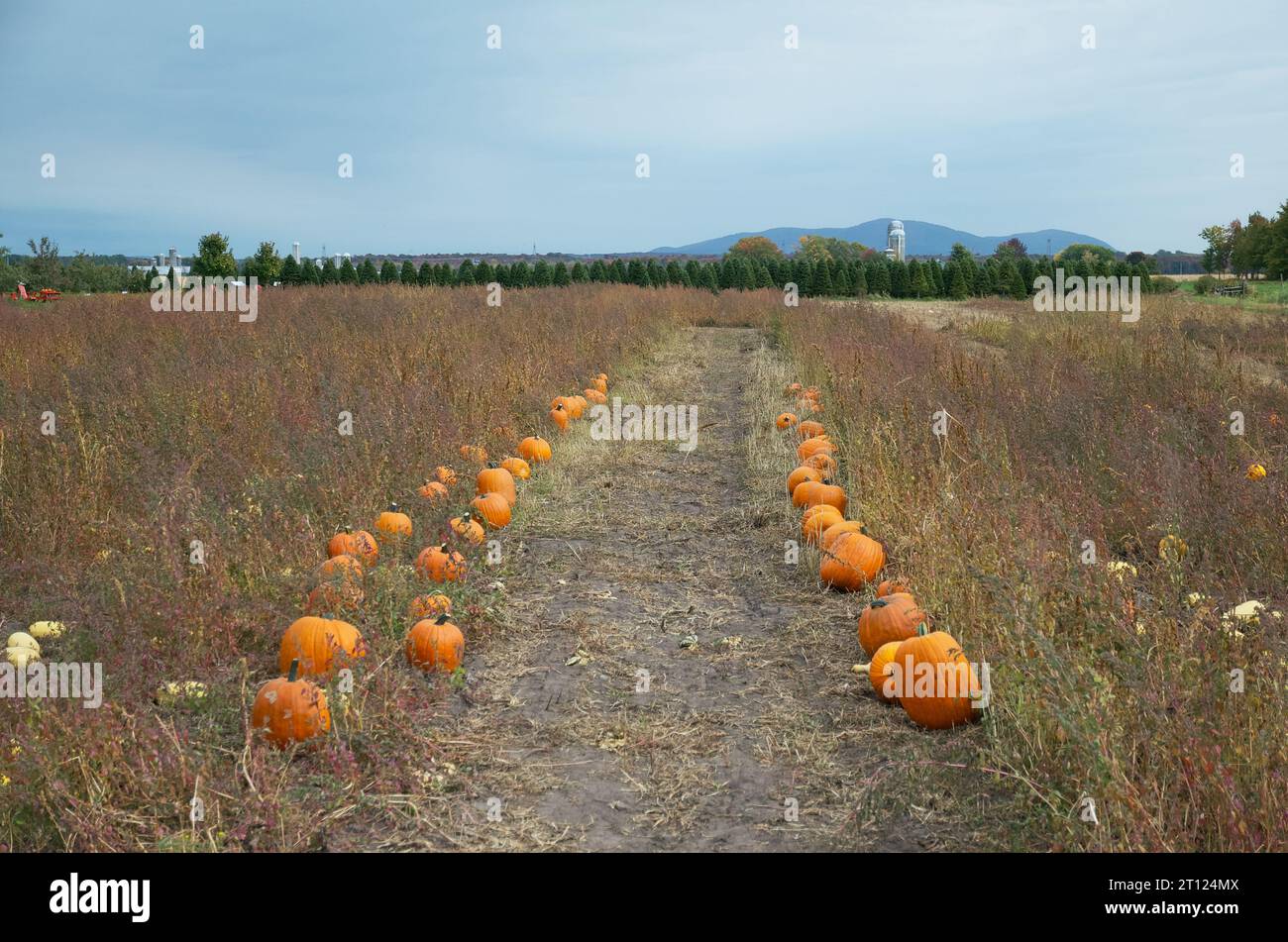 Pumpkin picking field in the fall on a partially cloudy day Stock Photo