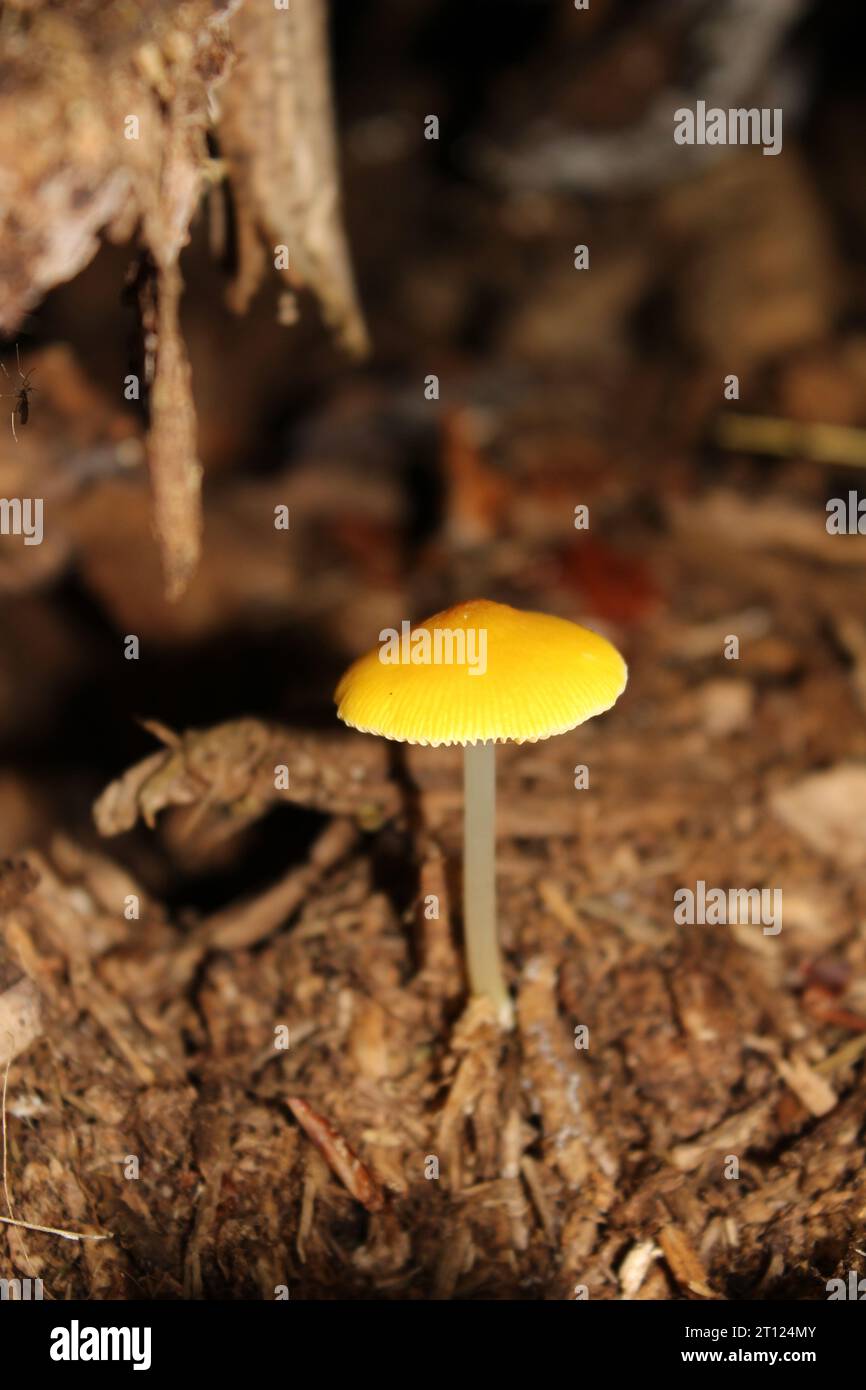 Yellow Shield Mushroom (Pluteus chrysophaeus) in British woods and shadow Stock Photo
