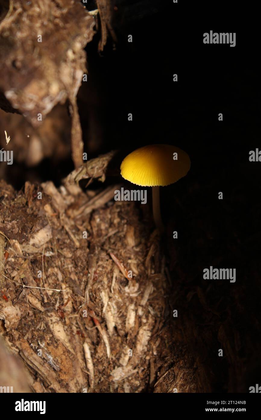 Yellow Shield Mushroom (Pluteus chrysophaeus) in British woods and shadow Stock Photo