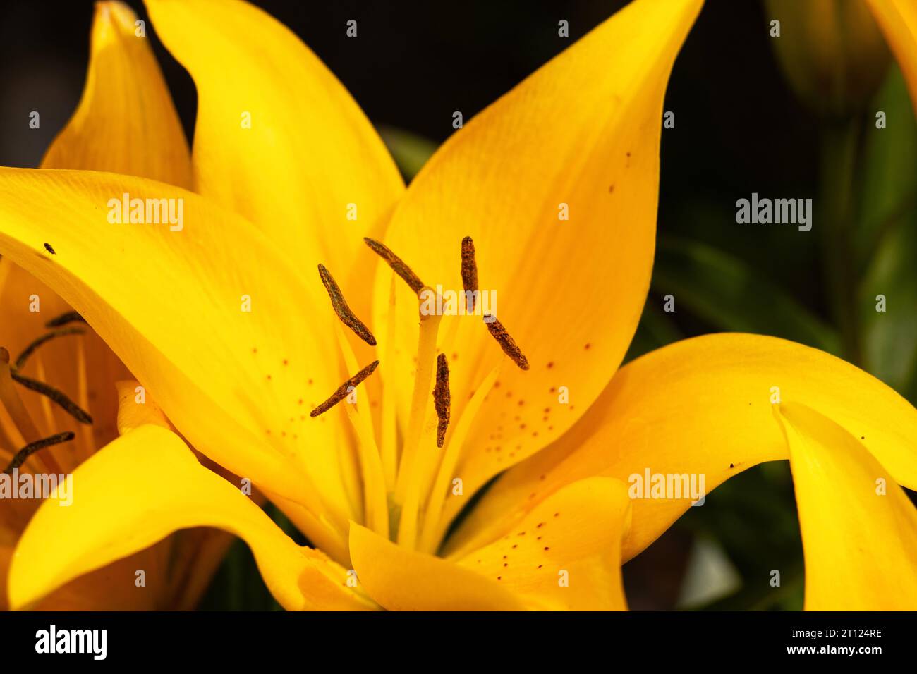 The structure of this Twilight Lily is typical of the family, with a dominant stigma surrounded with stamens with large pollen bearing anthers. Stock Photo