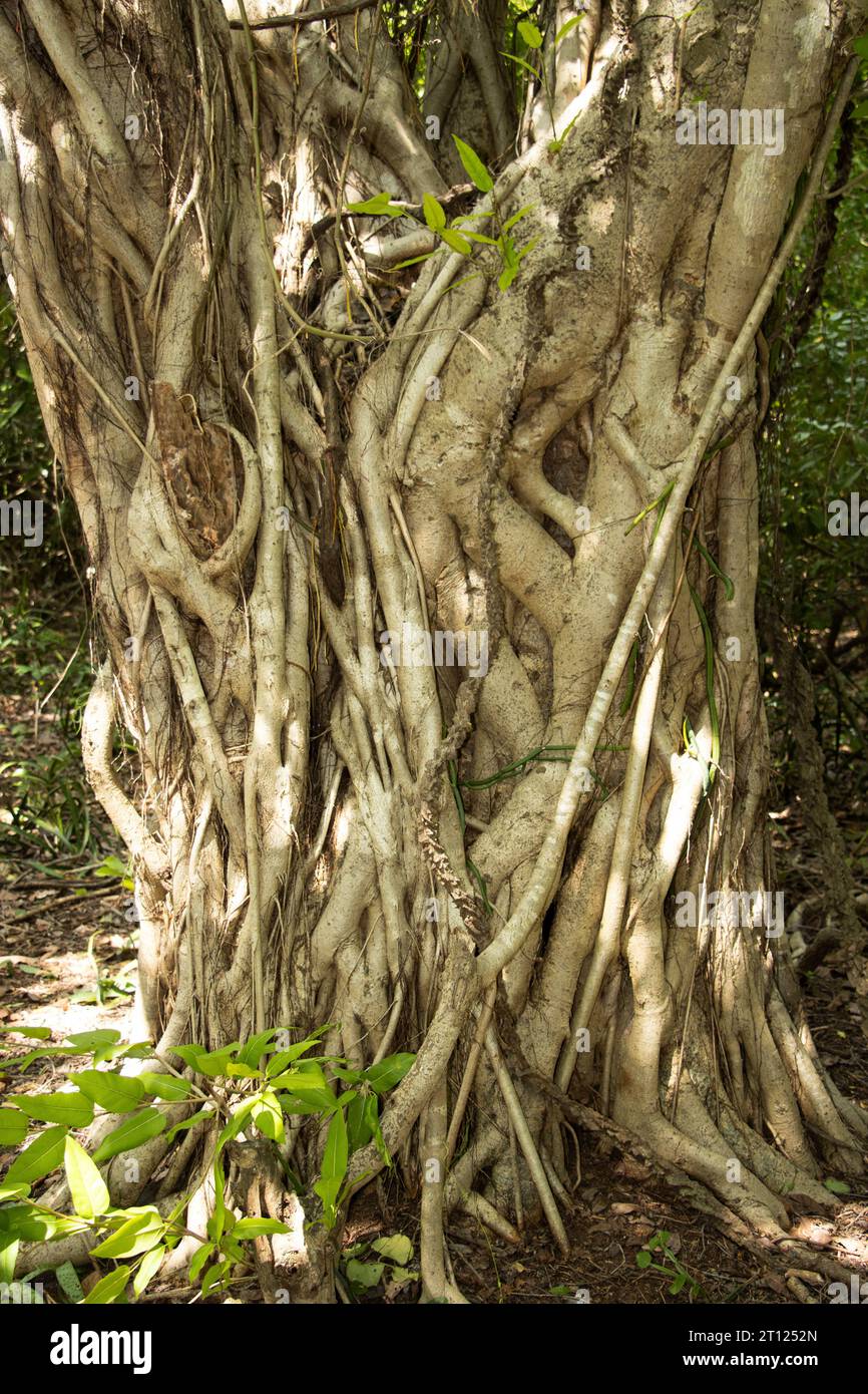 The trunk of a massive Strangler Fig is a fusion of the main stem and many aerial roots. Their combined resilience gives the trunk strength. Stock Photo