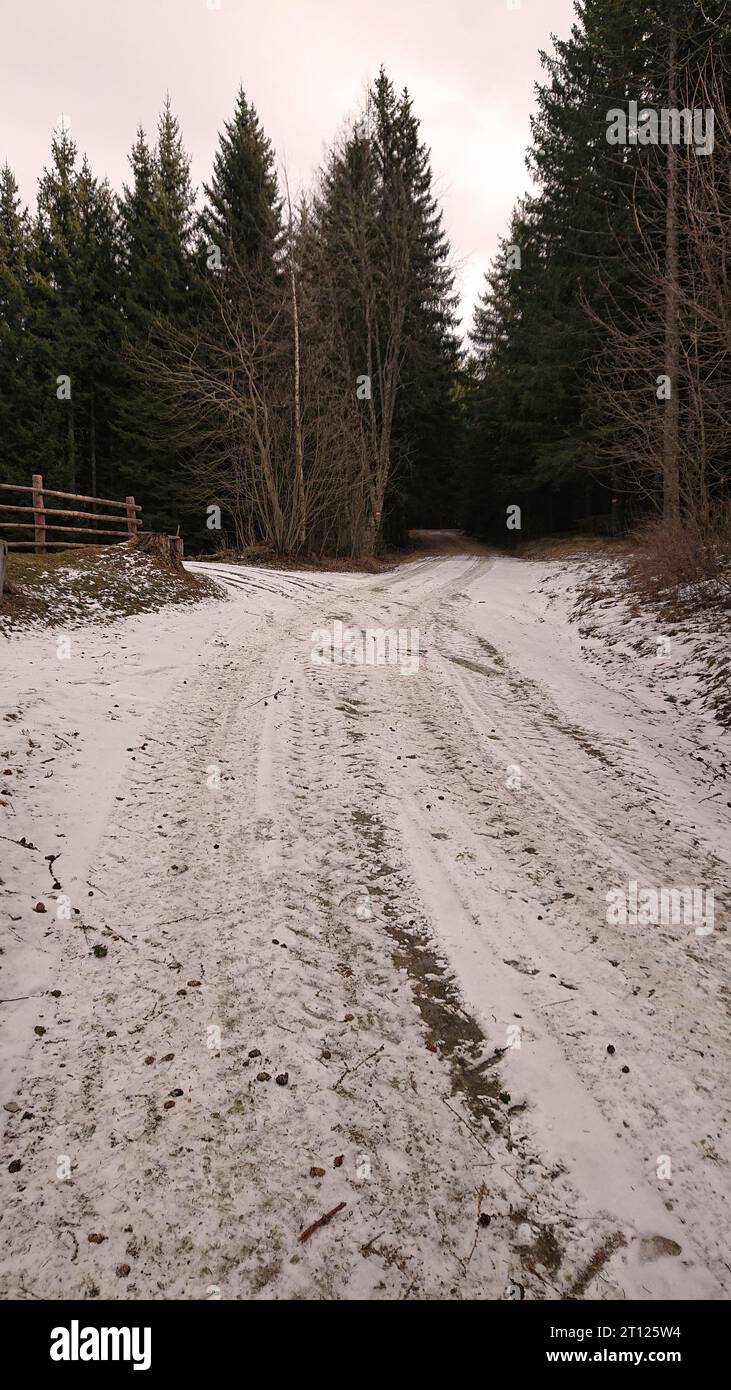 Wandern im wald hi-res stock photography and images - Alamy