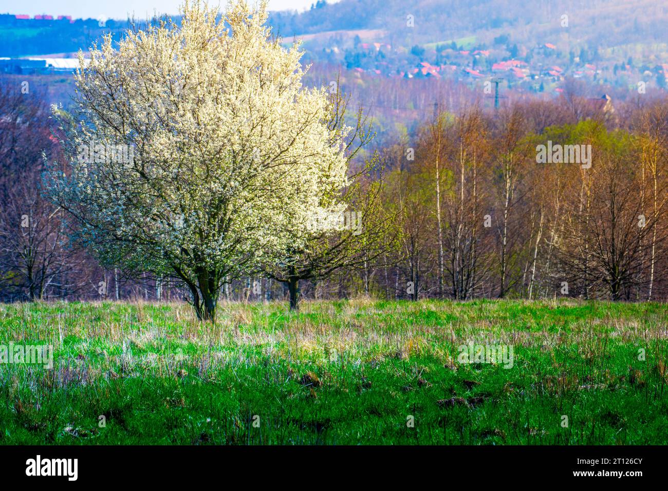 White blooming tree in a green meadow first blooming tree of the year ...