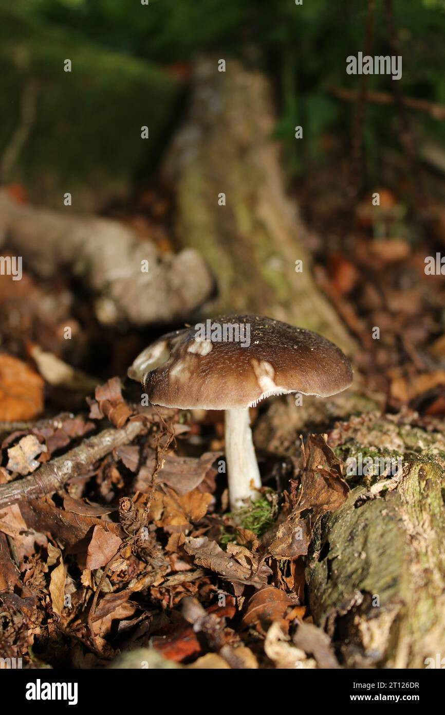Deer Shield mushroom (Pluteus cervinus) in British woodland Stock Photo