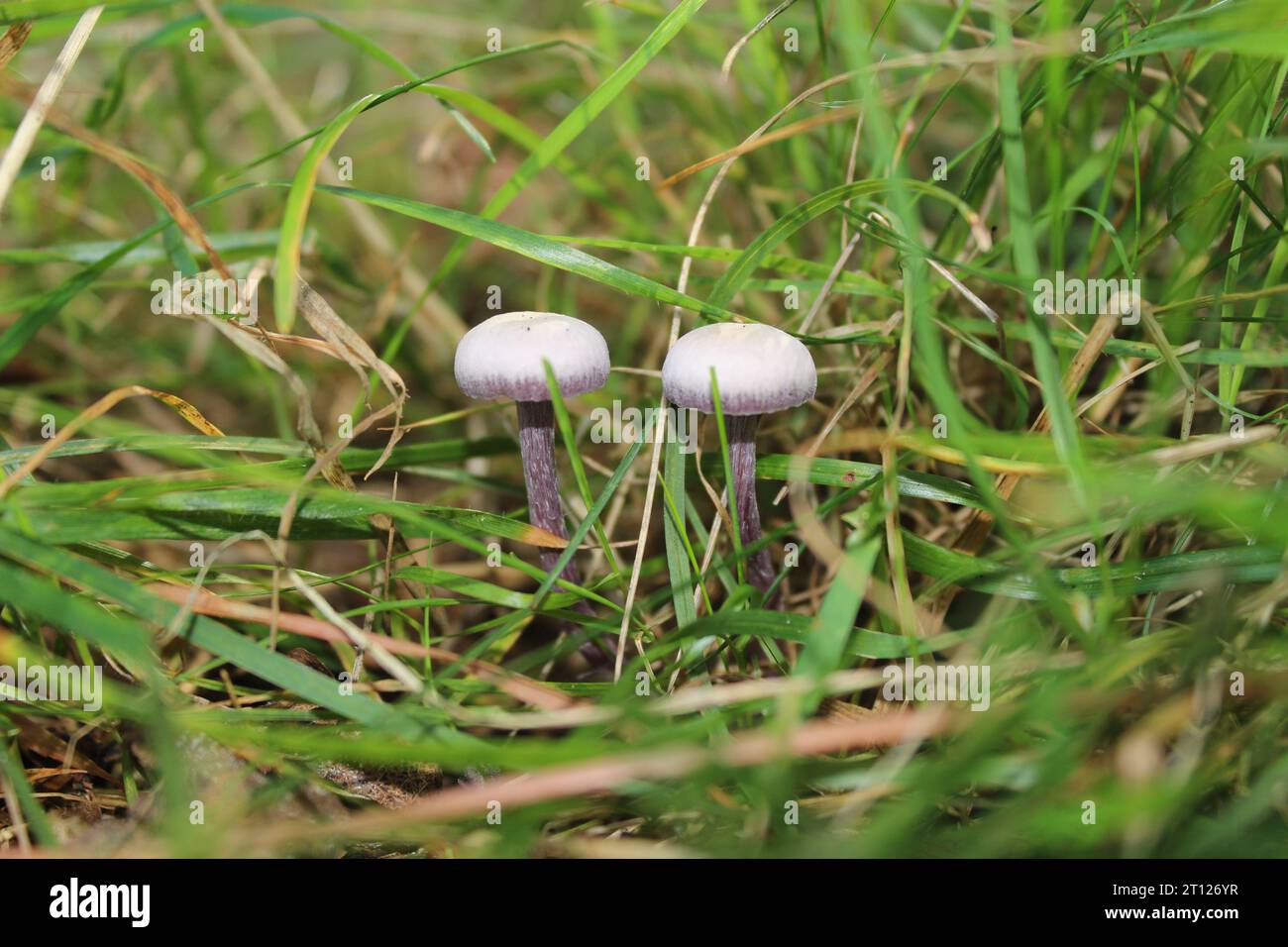 Amethyst Deceiver mushrooms (Laccaria amethystina) in British woodlands Stock Photo