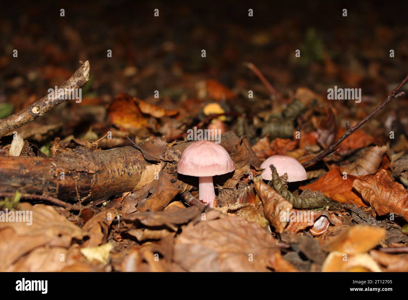 Lilac Bonnet mushrooms (Mycena pura) in British woodlands Stock Photo