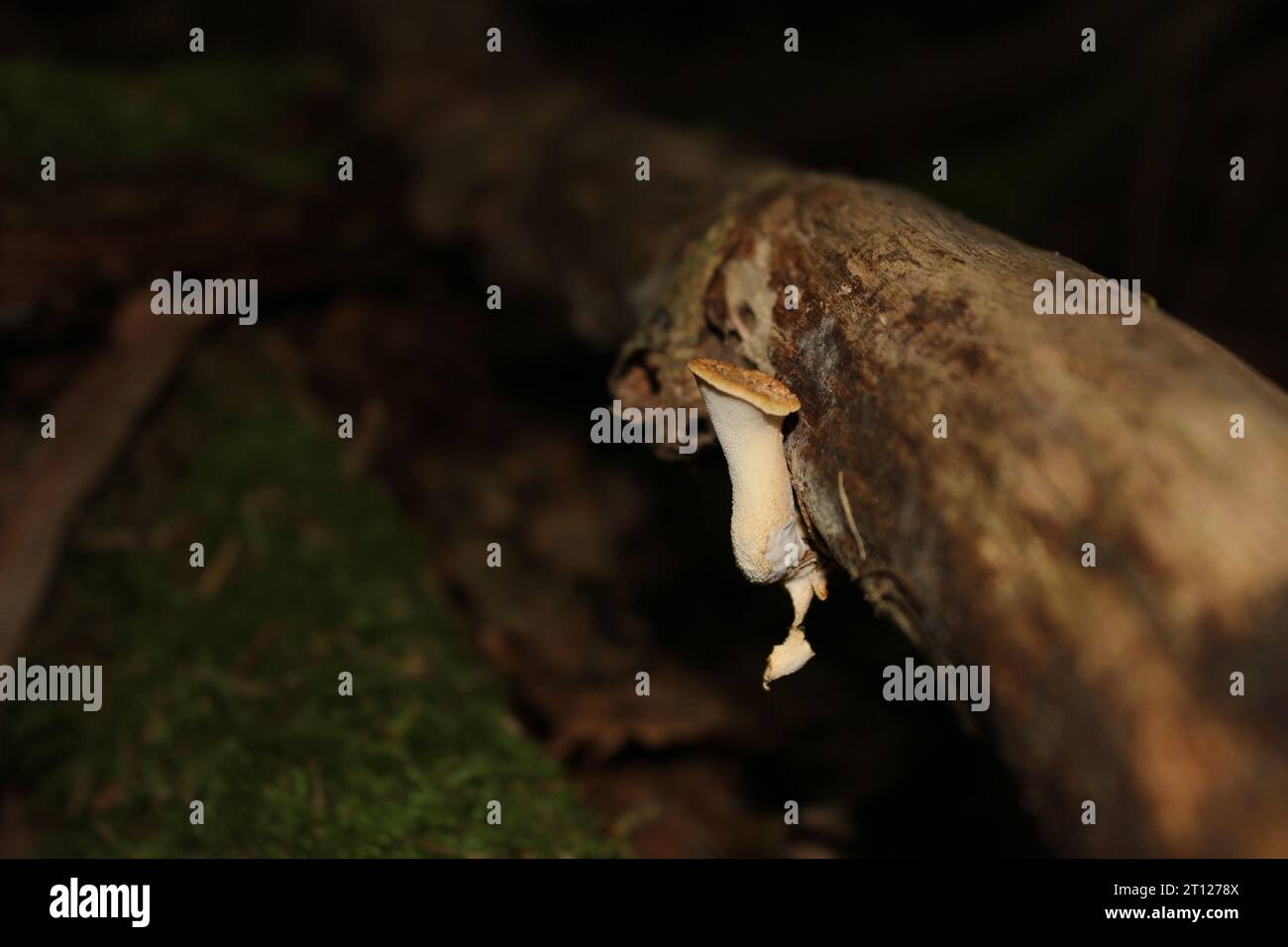 Tuberous Polypore mushroom (Polyporus tuberaster) on tree Stock Photo