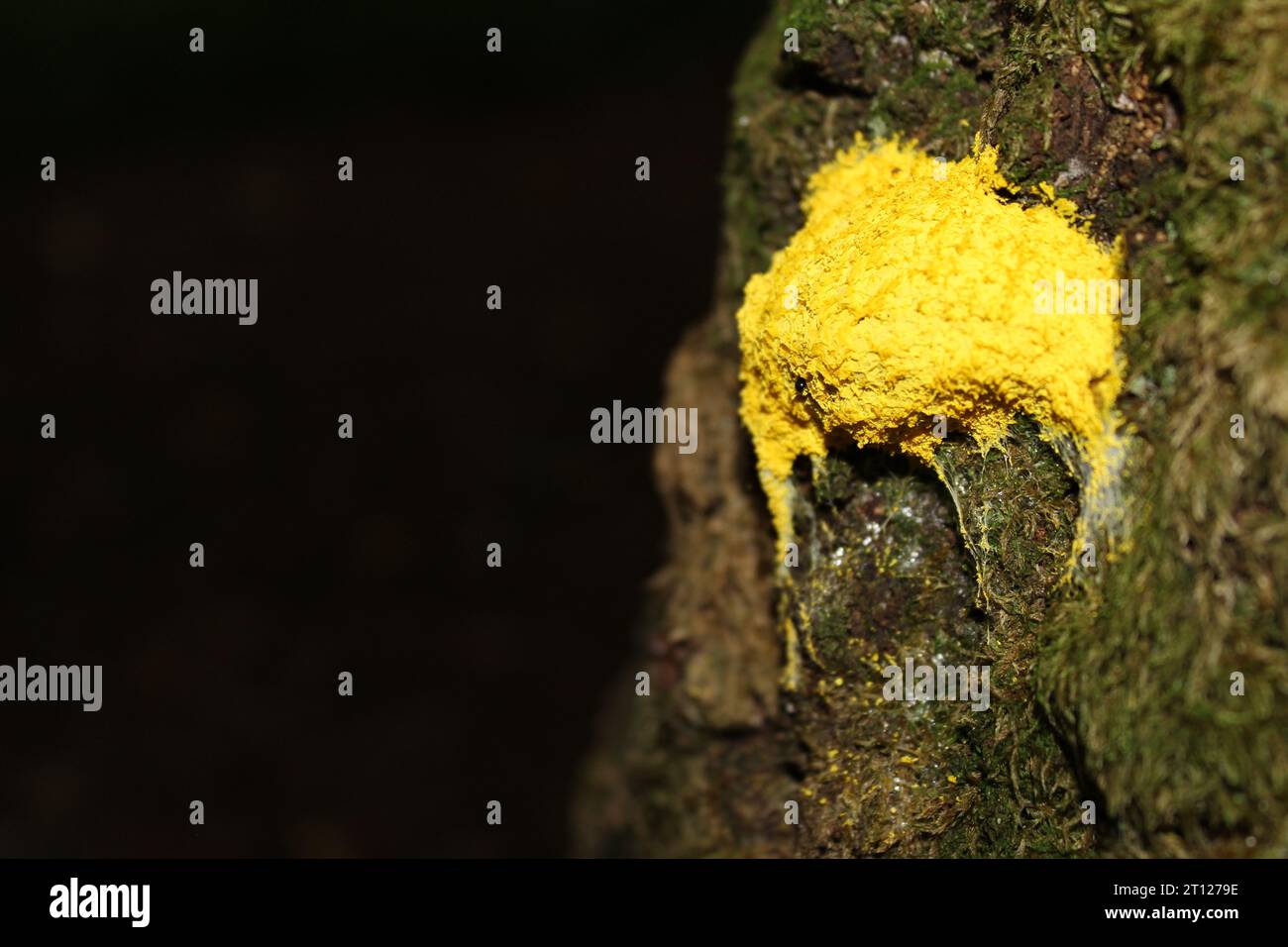 Dog Vomit/Scrambled Egg Slime Mould (Fuligo septica) on a tree Stock Photo