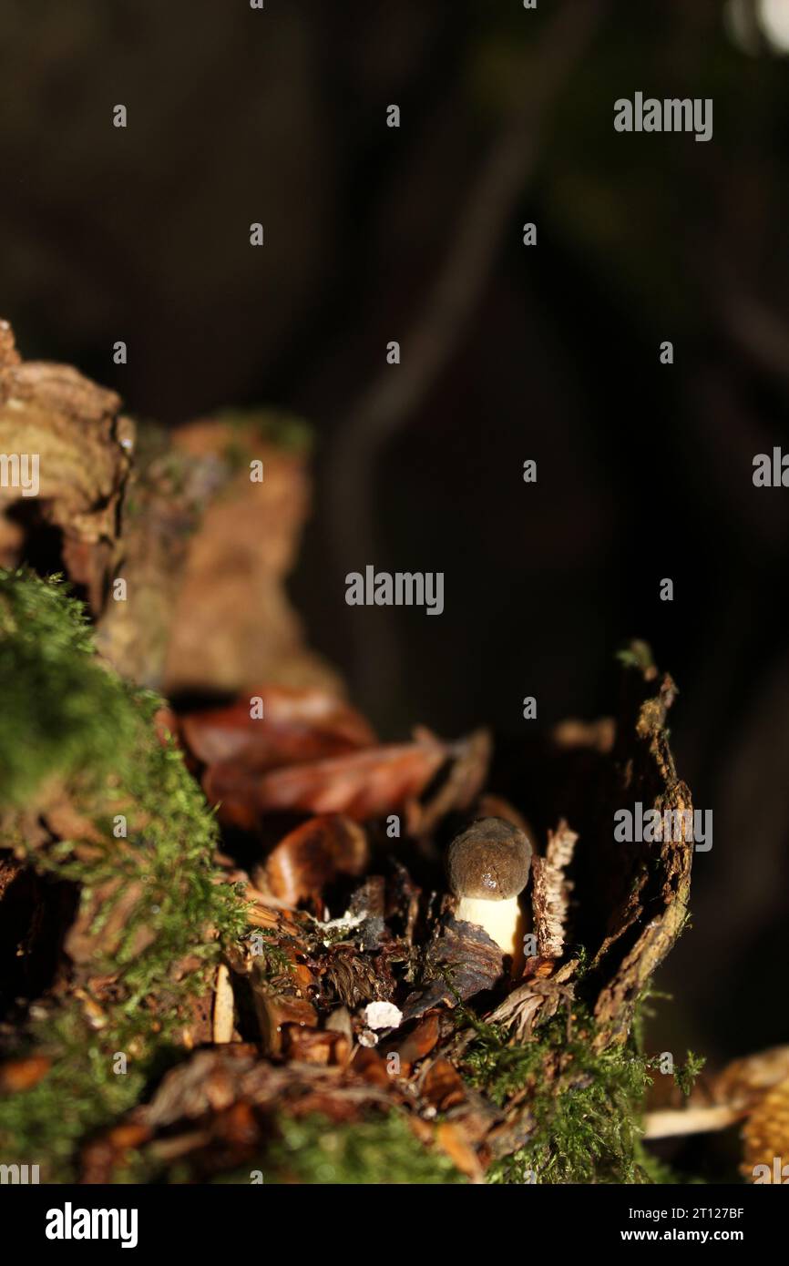 Common Stinkhorn mushroom (Phallas impudicus) in British Woodlands Stock Photo