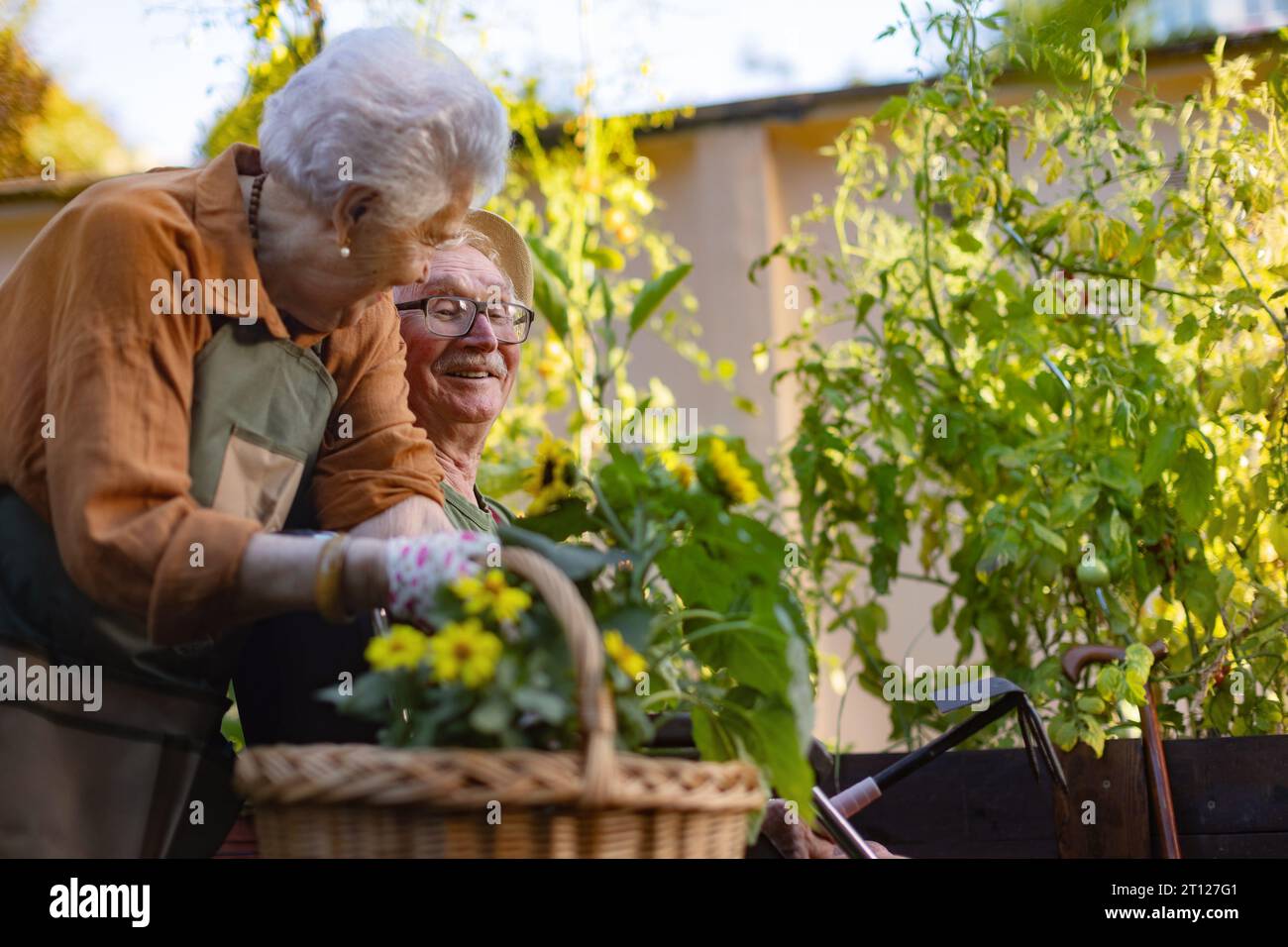 Picture of Senior couple taking care of vegetable plants in urban garden ...
