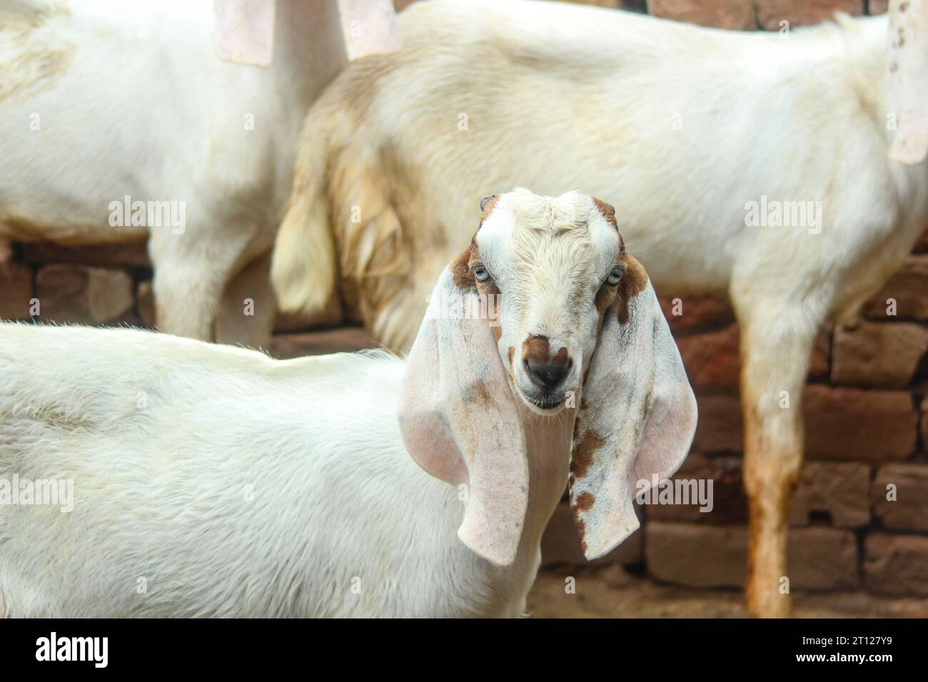 Close up of the Barbari goat eating grass in farm. Goat grazing in farm. Grazing castles. Barbari goat breed in India and Pakistan. Face closeup Stock Photo