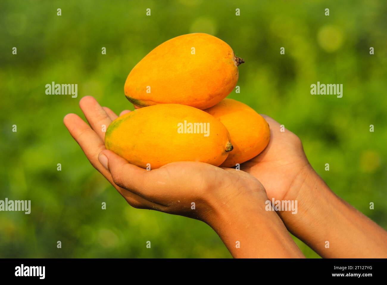 Capture of fresh riped mangoes isolated on hand.Ripen harvested mangoes