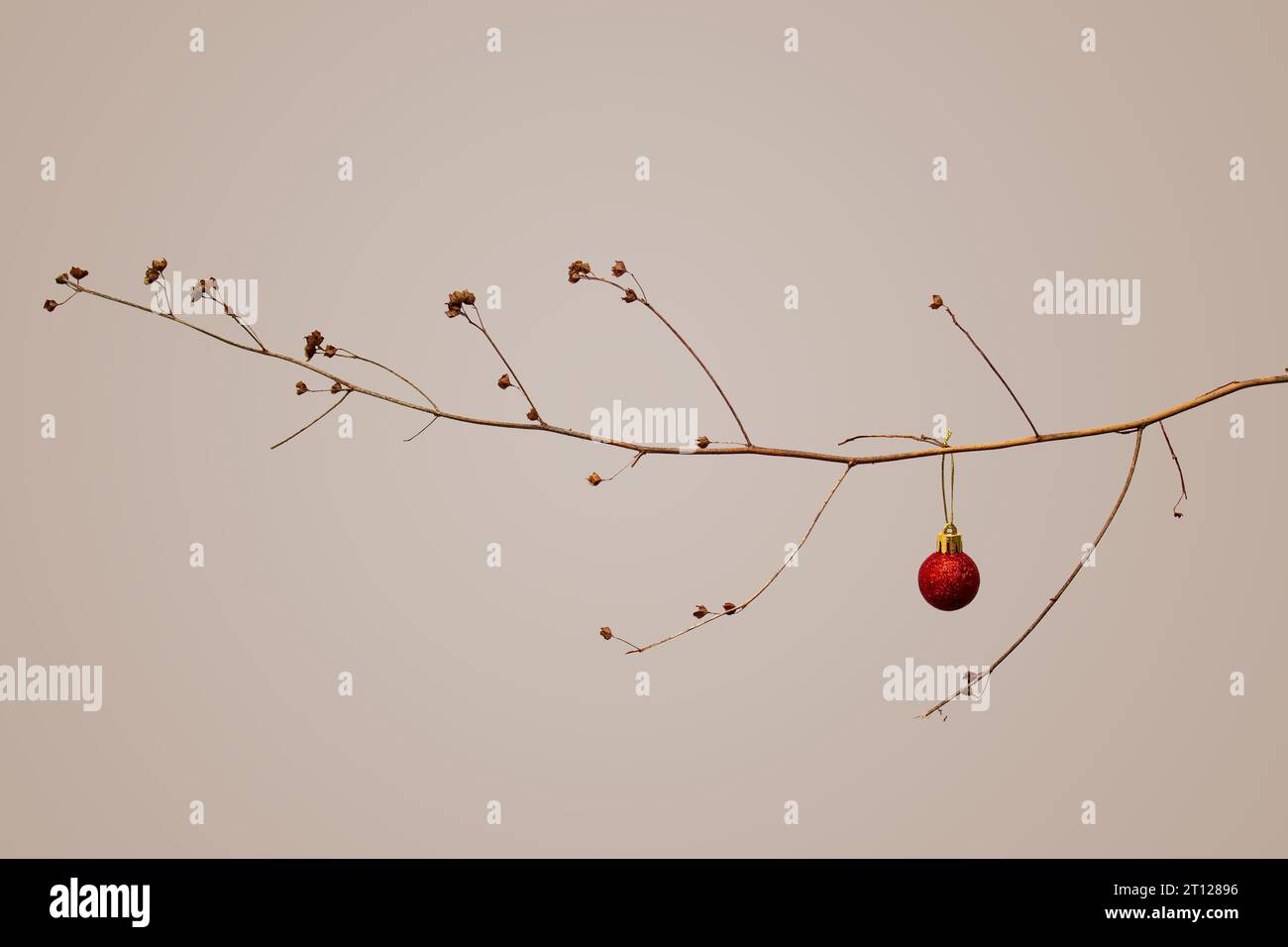 Goiânia, Goias, Brazil – October 09, 2023: A dry branch with a red Christmas ball on a beige background. Christmas concept. Stock Photo