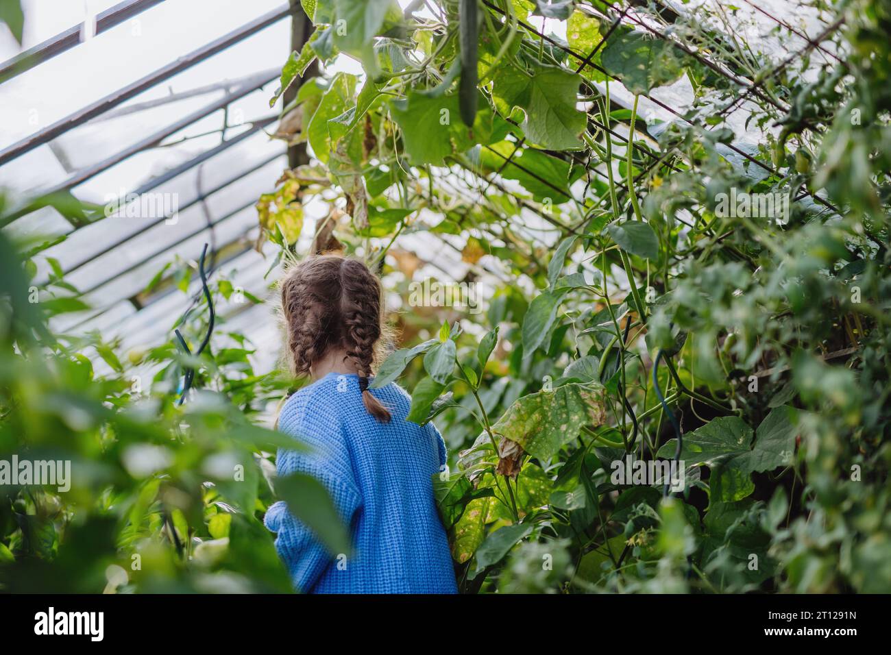 Portrait of a young girl standing in a greenhouse in the middle of ...