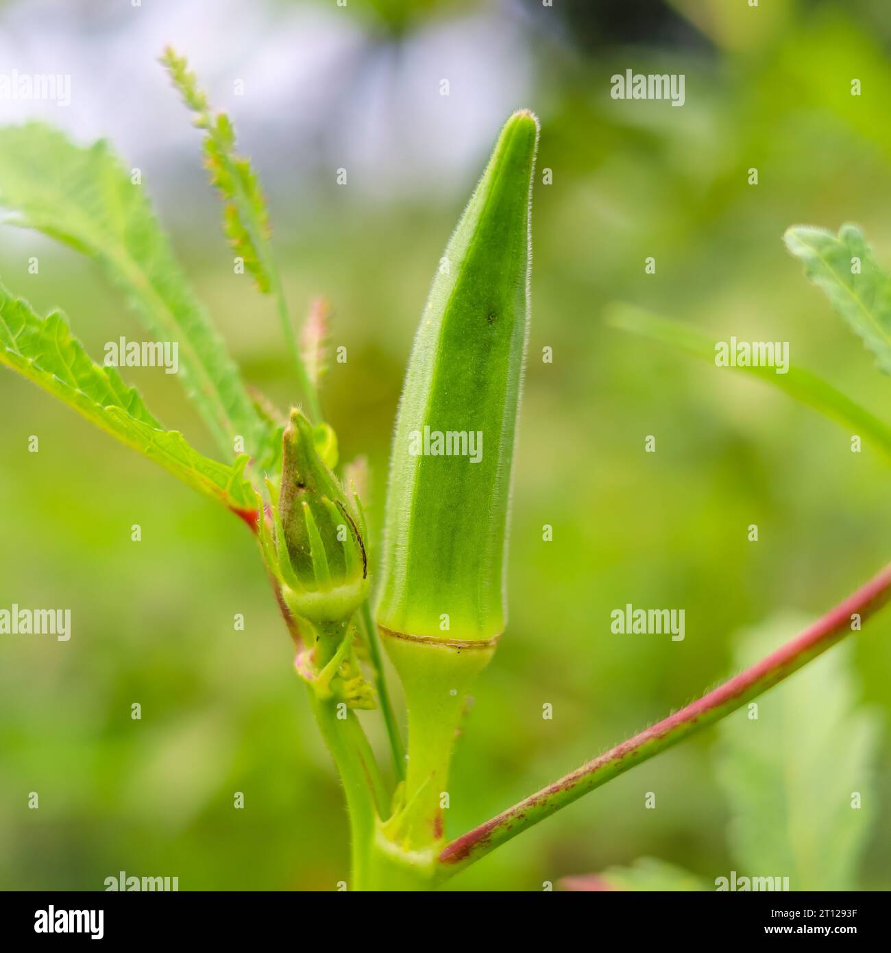 Close up of Okra.Lady fingers. Ladyfingers or okra vegetable on plant in farm. Plantation of