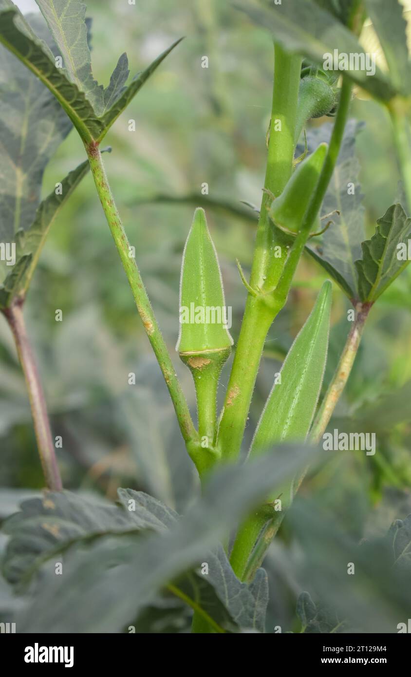 Close up of Okra.Lady fingers. Ladyfingers or okra vegetable on plant in farm. Plantation of