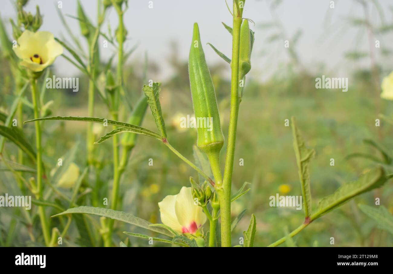 Close up of Okra.Lady fingers. Ladyfingers or okra vegetable on plant