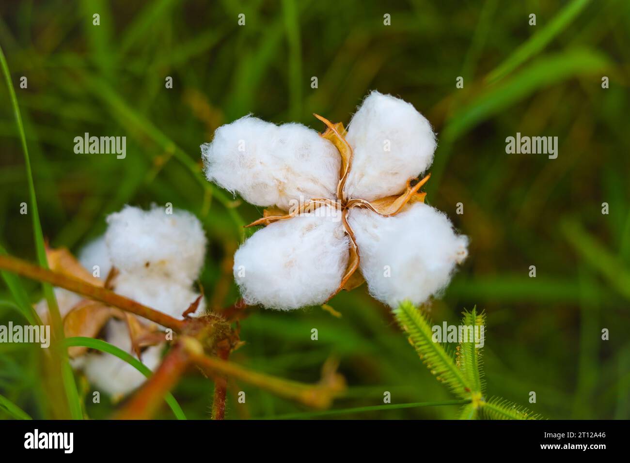 Gossypium herbaceum close up with fresh seed pods.Cotton boll hanging