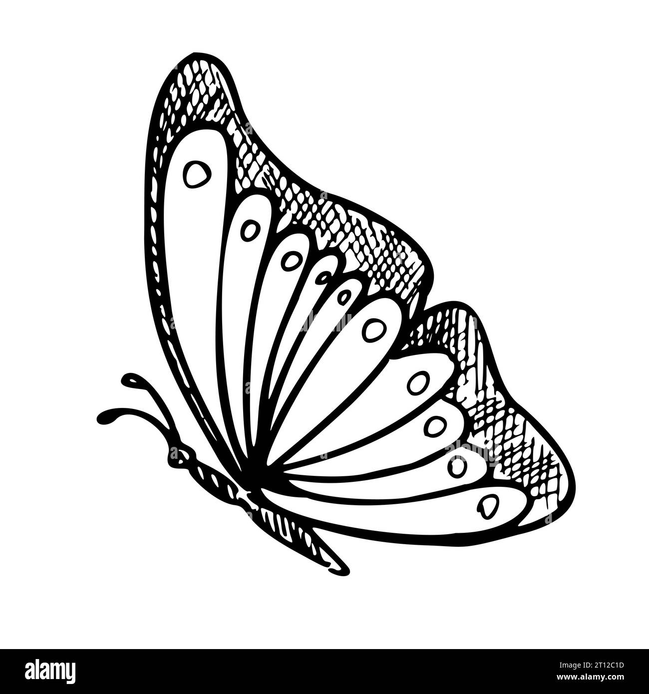 Monarch Butterfly. Hand drawn vector illustration of flying Insect in