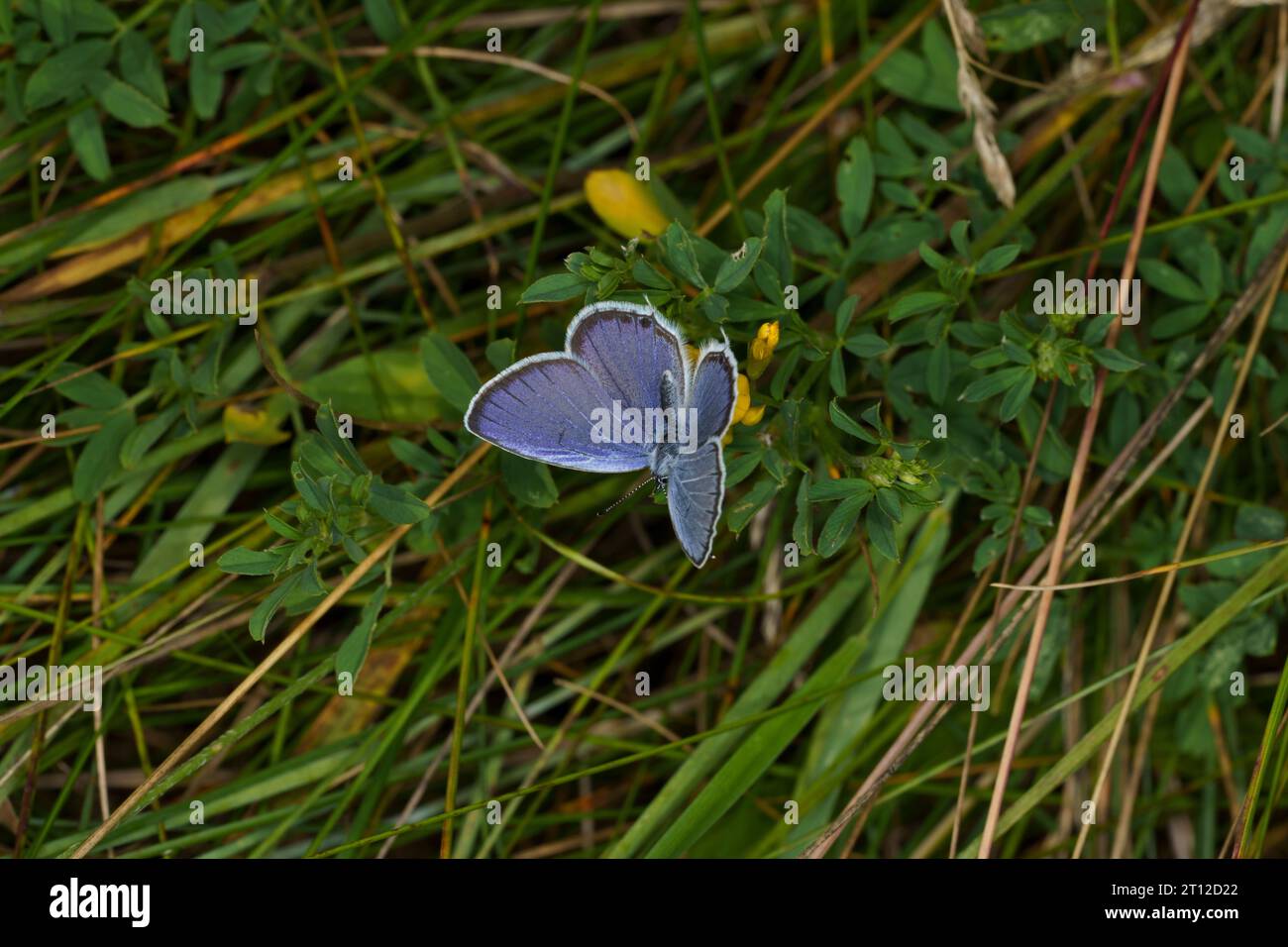 Everes argiades Family Lycaenidae Genus Cupido Tailed Cupid Short-tailed blue butterfly wild nature insect photography, picture, wallpaper Stock Photo