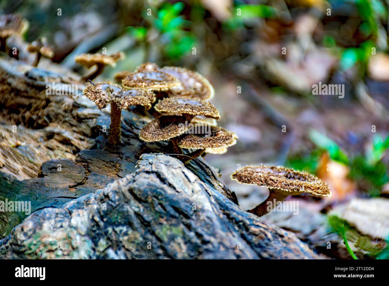 Mushrooms sprouting on the trunk of a fallen tree in the middle of the tropical forest in Minas Gerais, Brazil Stock Photo