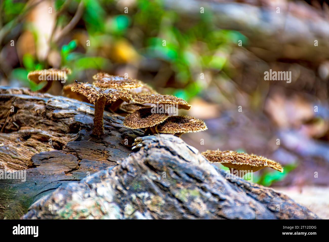 Some mushrooms sprouting on the trunk of a fallen tree in the middle of the tropical forest in Minas Gerais, Brazil Stock Photo