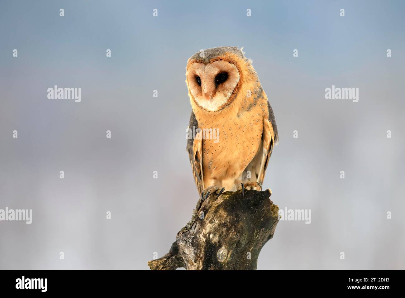 Central European barn owl (Tyto alba guttata), adult, perch, winter, snow, Bohemian Forest, Czech Republic Stock Photo