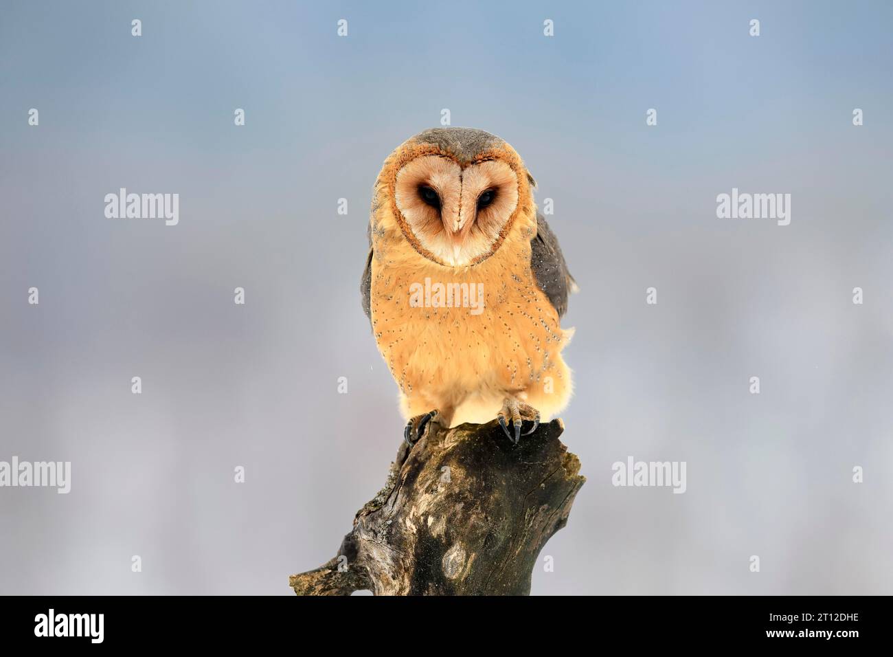 Central European barn owl (Tyto alba guttata), adult, perch, winter, snow, Bohemian Forest, Czech Republic Stock Photo