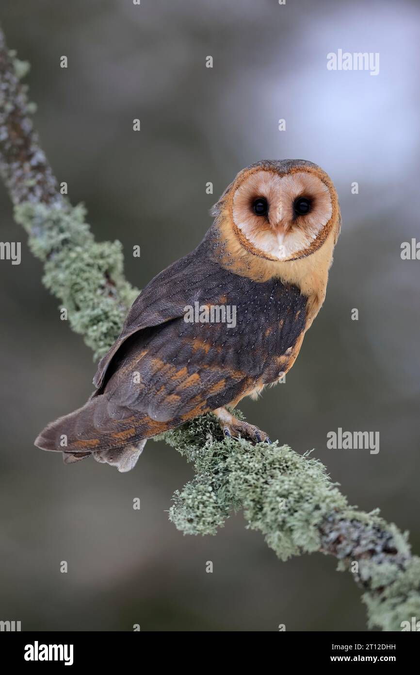 Central European barn owl (Tyto alba guttata), adult, perch, in winter, Sumava, Czech Republic Stock Photo