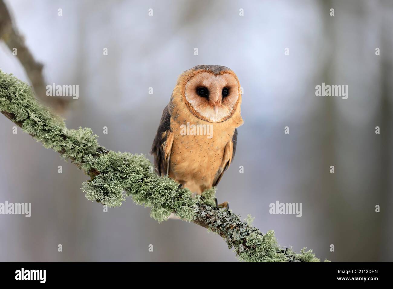 Central European barn owl (Tyto alba guttata), adult, perch, in winter, Sumava, Czech Republic Stock Photo
