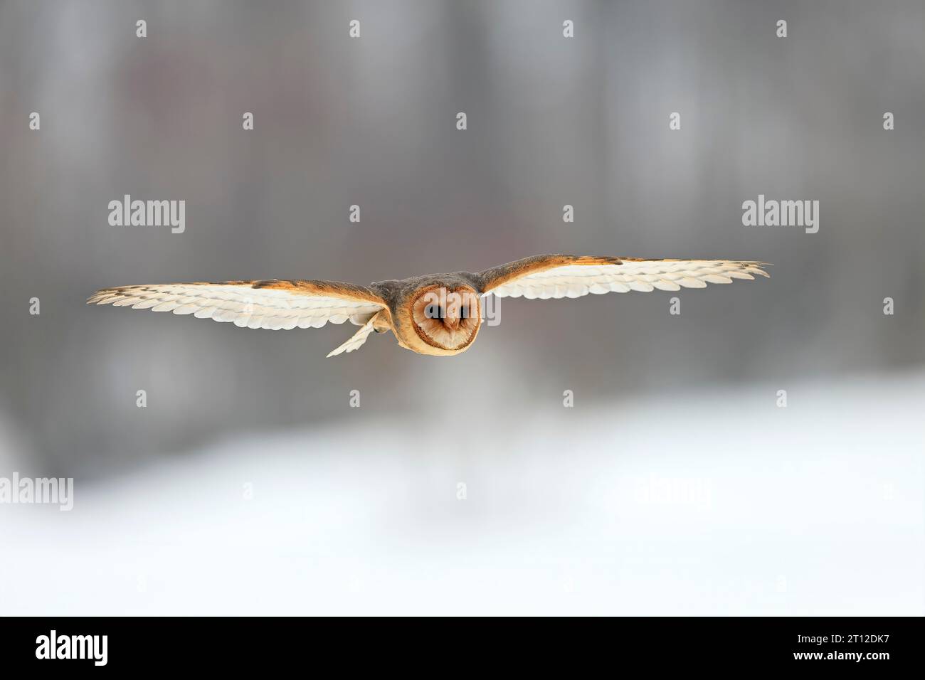 Central European barn owl (Tyto alba guttata), adult, flying, in winter, in snow, Bohemian Forest, Czech Republic Stock Photo