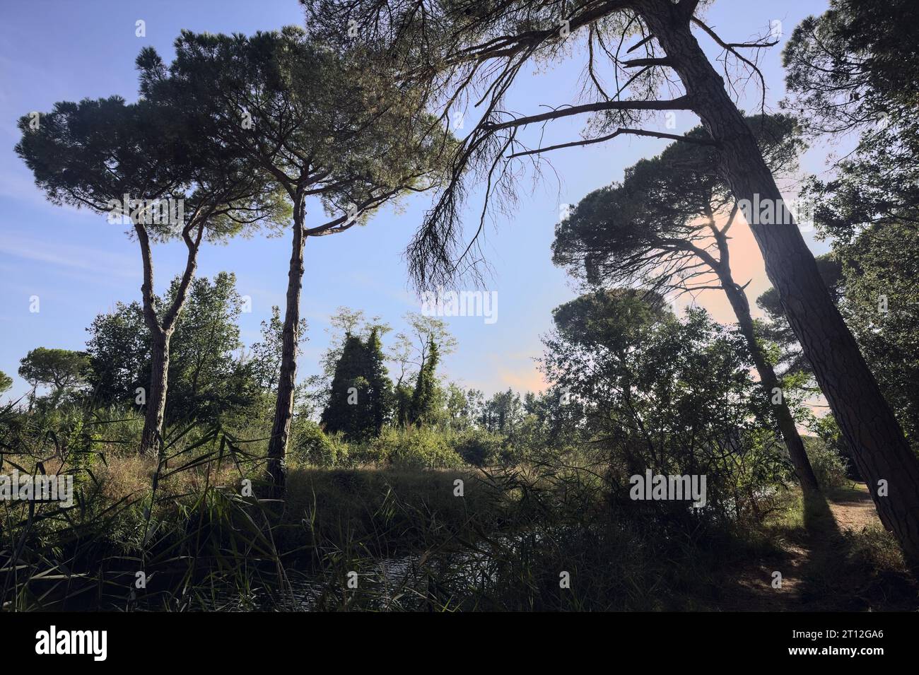 Rivershore forest hi-res stock photography and images - Alamy