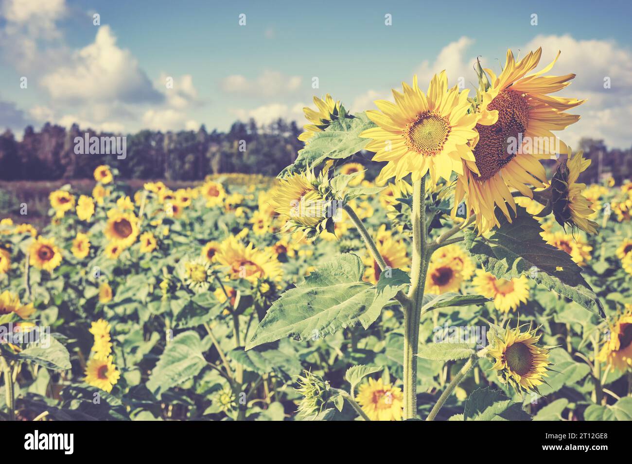 Color toned photo of sunflowers on a field, selective focus. Stock Photo