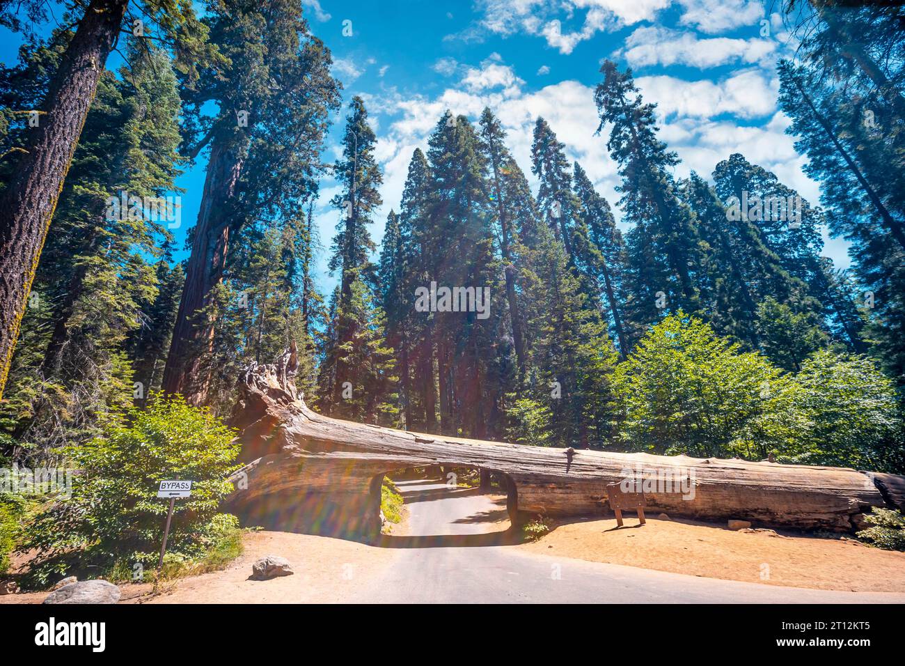The beautiful tunnel tree called Tunnel Log in Sequoia National Park where multiple cars pass every day, California. United States Stock Photo