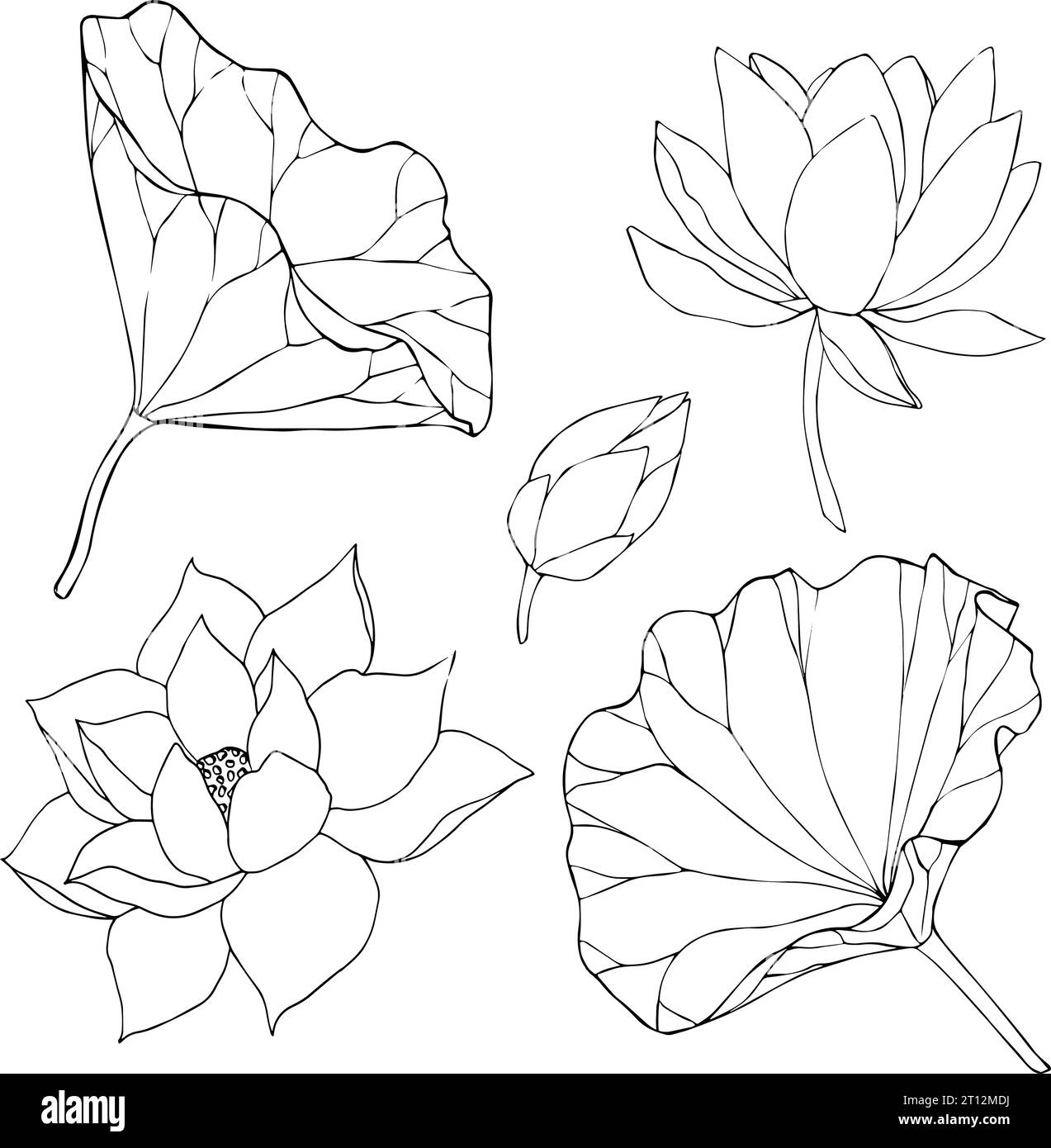 Set of vector hand drawn lotus flowers and buds, huge leaves, black ...