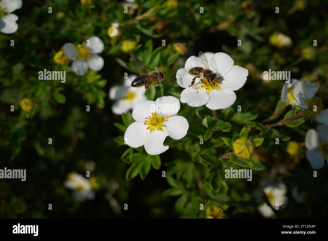 Bees flying over Potentilla fruticosa 'Abbotswood' Stock Photo
